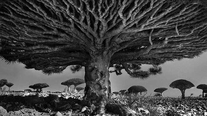 «Портреты времени» Бет Мун. Самые старые деревья на Земле